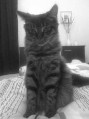 Suche Deckkater für meine hüpsche Maine Coon Dame