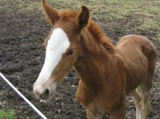Stutfohlen von Sir Donnerhall x Bolero