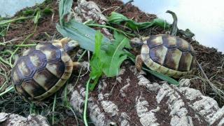Gebe Nachzuchten der Breitrandschildkröte Testudo marginata ab, auf Weibchen
