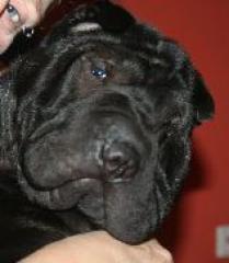 Faltenhunde Forum - der Shar Pei www. faltenhunde-forum. de Wir sind ein nettes