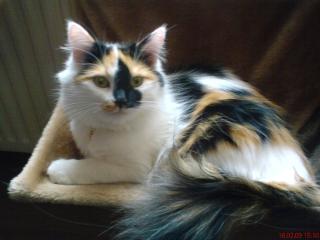 Suche langhaarigen Deckkater