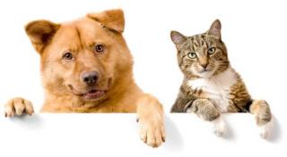 Hundefutter, Katzenfutter, Tierbedarf kaufen bei Natur4Pets. de