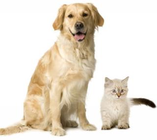 Liebevolle Tierbetreuung von Hund und Katze