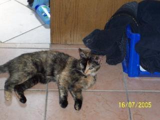 Tricolor Katze Ronja verschwunden