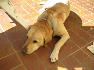 Labrador Rüde sucht Weibchen zum Liebe machen -