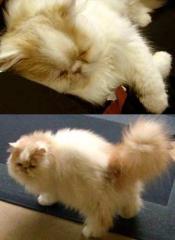 Perser Kater