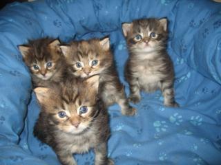 Maine coon Kitten