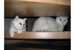 2 wundervolle BKH Mädchen in silver-shaded reinrassig