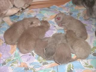 Britische Kurzhaar - Katzenbabys