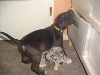 2 kleine Doggenbabys suchen ab April ein neues Sofa.