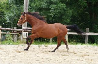 Wallach sucht nette Reitbeteiligung