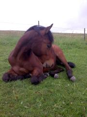 Quarter horse Jährlingshengst
