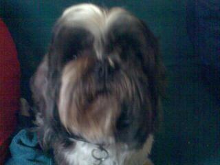Shih Zu Rüde Gismo