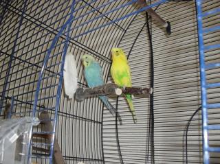 2, 5 J. Wellensittichpärchen mit Käfig, Bird Lamp, Spielplatz u. a.