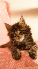 Maine Coon Kitten