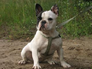 Schöne Französische Bulldogge