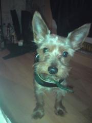 Biete hier einen Yorkshire Terrier Deckrüden