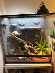 Kornnatter mit ExoTerra-Terrarium und Technik