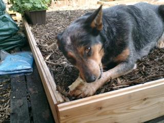 Cattle dog hündin sucht ab 2. juni woche ein neues zu hause