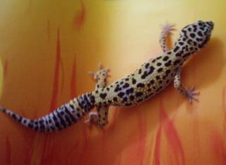 0. 1 Leopardgecko Nominat High Yellow Aberrant