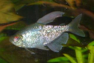 Vom Guppy bis zum Malawi .
