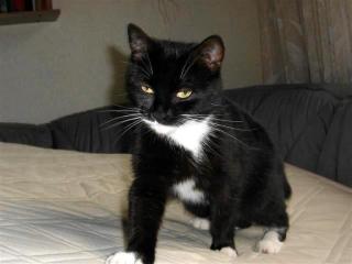 46147 Oberhausen-Schmachtendorf Junge Katze entlaufen