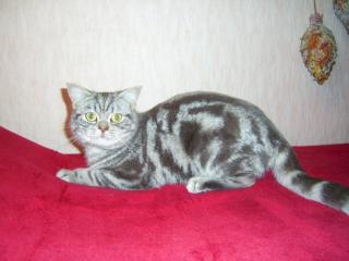 BKH/KARTÄUSER DECKKATER BLUE-SILVER-CLASSIC-TABBY