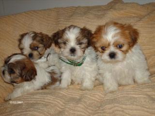 Süße Shih-Tzu Welben 9wochen