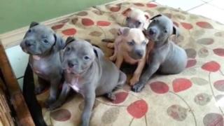 Wunderschöne Pitbull bluelineWelpen