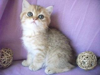 Exotic Shorthair Kater 1 golden tabby 1 golden shell wunderschön lieb m Stammba
