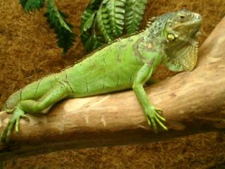 Grüner Leguan Iguana Iguana mit großem Terrarium