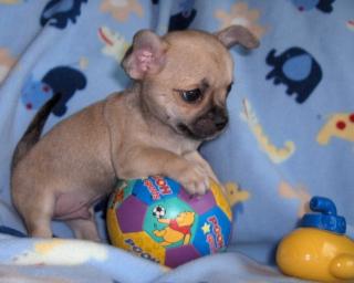 WANTED Chihuahua Welpen Rüde/Kurzhaar