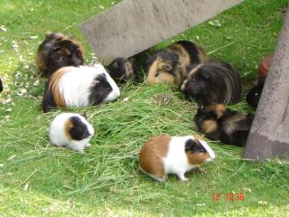Viele verschiedene Meerschweinchen suchen.