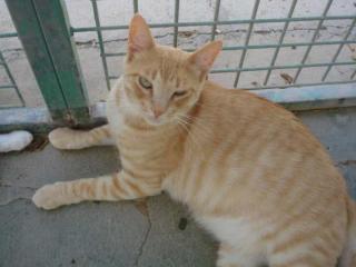 Lieber, roter Kater Gordi