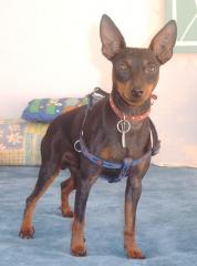 Rehpinscher Deckrüde