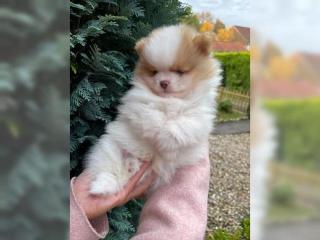 MINI Pomeranian Spitz Boo Welpe