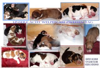 7 Welpen einer großen Liebe suchen neues zu Hause