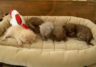 Tolle, gesunde Exotic-Shorthair Babys