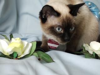 Suche Deckkater für 2021 Siam Typ Thai