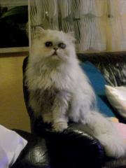 Perserchen Lilly sucht neues Schmusepersonal