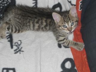 10. Wochen junge Katzenweibchen suchen ein zuhause