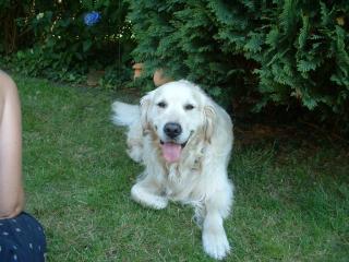 Suchen goldi hündin oder labrador hündin
