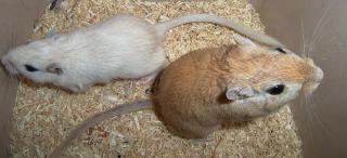 2 Rennmäuse suchen neues Zuhause