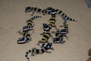 Leopardgeckosnachzuchten