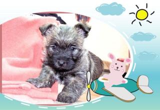 Cairn-Terrier Welpen für Ende Juni bietet.