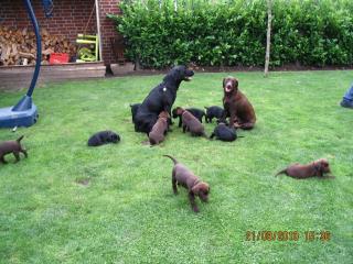 Labrador Welpen