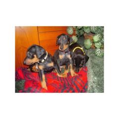 Dobermann Welpen