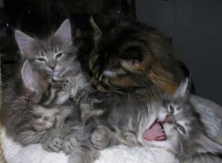 Maine Coon Kitten
