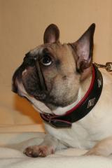 Deckrüde franz BUlldogge fawn-schecke 10, 8 kg