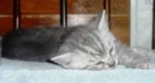British Kurzhaar Katzenbabys abzugeben